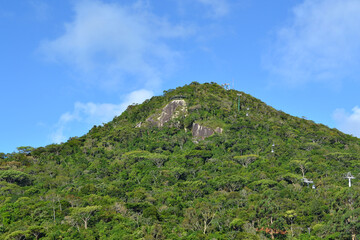 green landscape with many trees and blue sky