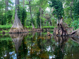 Cypress swamp river in Florida