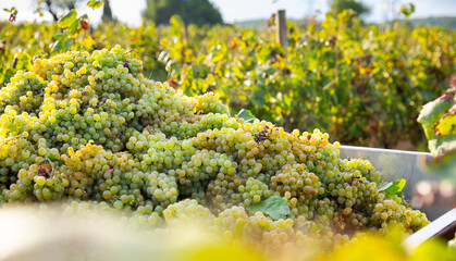 Pile of ripe white grapes in clusters with blurred vineyard in background.