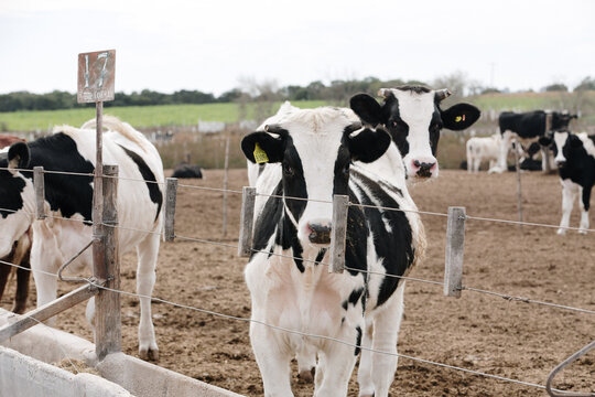 Vacas