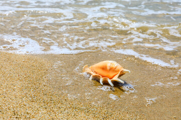 Fototapeta na wymiar Conch on a beach sand.