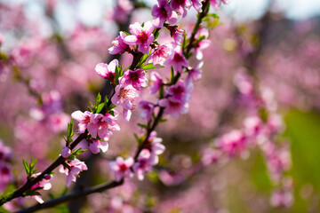Blooming peach trees on spanish plantation at sunny spring day