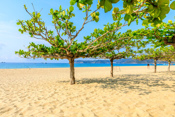 Fototapeta na wymiar Green tree on the beach by the sea.