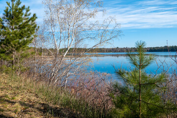 Birch and pine trees and blue water along the shore of a beautiful Minnesota lake in spring time,...
