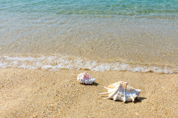 Conch on a beach sand.