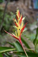 Fototapeta na wymiar Heliconia flower in nature garden