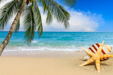 Fototapeta na wymiar Starfish and conch on a beach sand,summer holiday background.