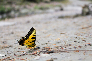 Fototapeta na wymiar butterfly on the sand