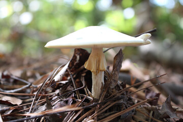 mushroom in the forest