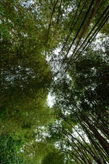 Obraz premium Hidden Beauty of Mysterious Bamboo Forest at dark, moody noon in Nan, Thailand