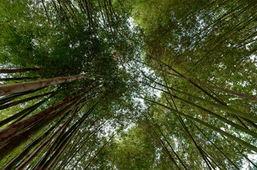 Hidden Beauty of Mysterious Bamboo Forest at dark, moody noon in Nan, Thailand