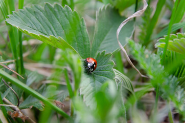 ladybug on a leaf