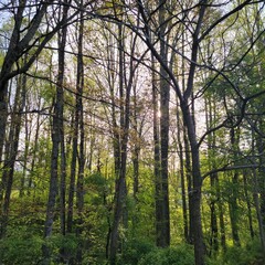 Obraz premium trees in the forest