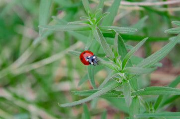 Fototapeta premium ladybug on grass