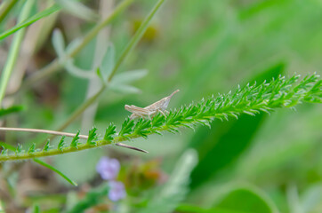 grasshopper on grass