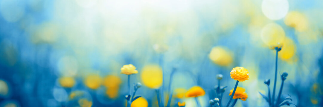 Sunny Meadow With Yellow Flowers, Spring Blossom Background