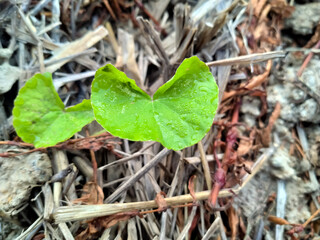 marsh pennywort leafs on the ground