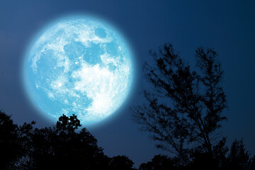 Arbre à pleine fleur de silhouette de lune bleue dans le champ sur le ciel nocturne