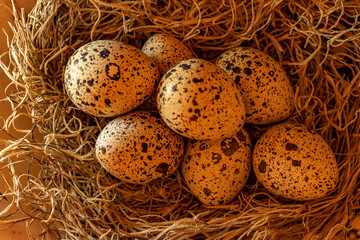 Naklejka na ściany i meble Quail Eggs in a Nest side lit