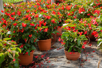 Fototapeta na wymiar Colorful plantation of blooming potted begonia growing in greenhouse..