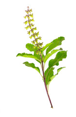 Isolated shoots of Holy basil or Holy Basil with Flower Buds, macro image white background.