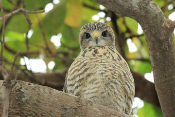great horned owl