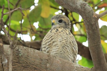 owl on a branch