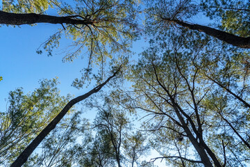 Photo up to pine tree top shot from below against blue sky.
