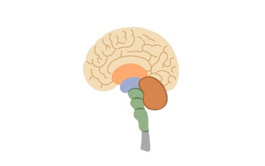 Illustration material of brain structure