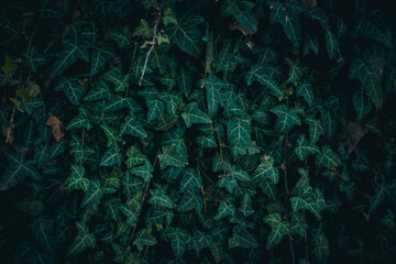 Fototapeta na wymiar Background of dark green ivy leaves