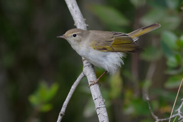 Western Bonelli's Warbler (Phylloscopus bonelli) resting on a branch