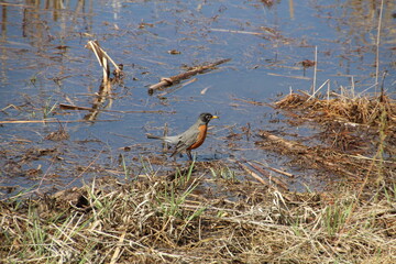 Robin In The Wetlands, Pylypow Wetlands, Edmonton, Alberta