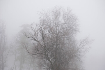 leafless trees in thick fog