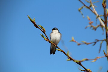 Tree Swallow In The Tree, Pylypow Wetlands, Edmonton, Alberta