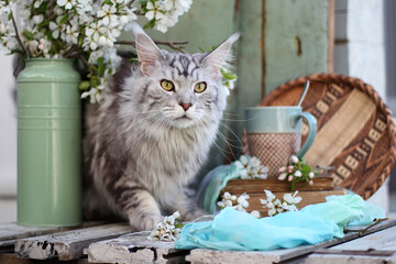 still life with a cat in apple blossom