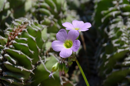 Purple Flower (Euphorbia lactea)