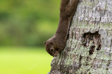 Obraz premium Close up image of Plantain squirrel on the tree.