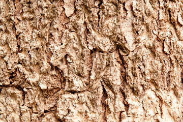 The skin of the bark