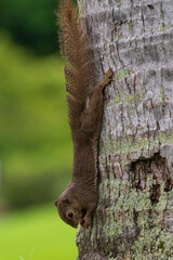 Close up image of Plantain squirrel on the tree.