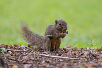 Naklejka na ściany i meble Close up image of Plantain squirrel eating nuts with green background.