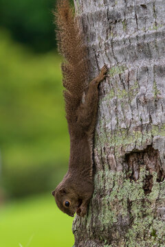 Close up image of Plantain squirrel on the tree.