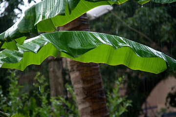 Rain Soaked Plantain Leaves © MahanteshC