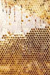 Background of honeycomb, textute and pattern. 