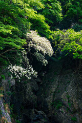 White flowers blooming on the cliff.