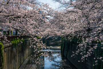 Fototapeta na wymiar Cherry blossoms blooming profusely along the Meguro River in Meguro, Tokyo.