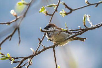 sparrow sitting on an apple tree branch during spring time