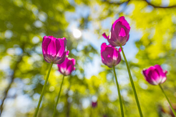 Stunning tulips flowers, low point of view with sun rays beams, blurred forest trees, blue sky. Idyllic nature landscape, floral banner. Gorgeous flowers, sunny spring summer closeup, blooming tulips