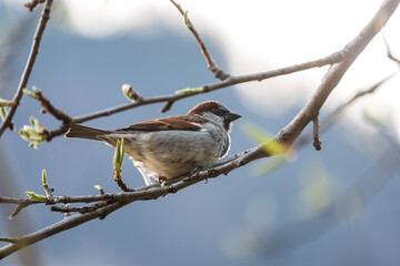 sparrow sitting on an apple tree branch during spring time