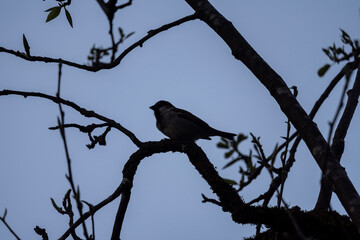 sparrow sitting on an apple tree branch during spring time