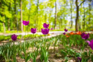 Stunning tulips flowers, low point of view with sun rays beams, blurred forest trees, blue sky. Idyllic nature landscape, floral banner. Gorgeous flowers, sunny spring summer closeup, blooming tulips